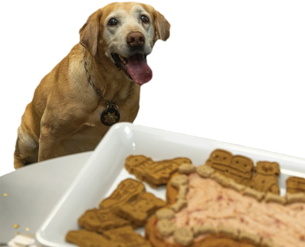 A yellow Labrador dog wearing a chain with a sheriff's badge pendant is looking intently at a platter in the foreground, with its tongue hanging out. The platter contains dog treats and a slice of what appears to be a dog-friendly cake or pâté.